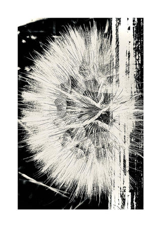 Artistic black and white poster of a dandelion flower with bold graphic lines, perfect for modern decor.