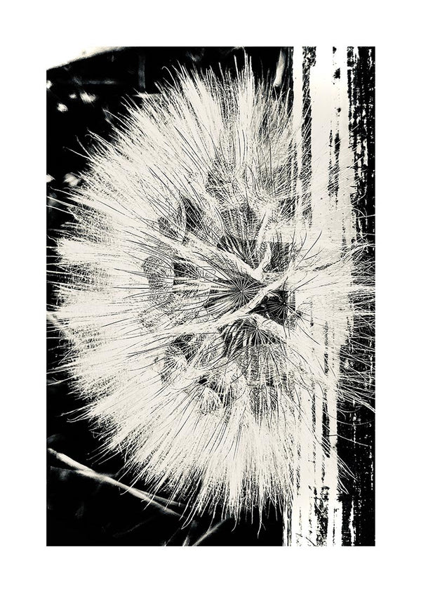 Dandelion flower poster