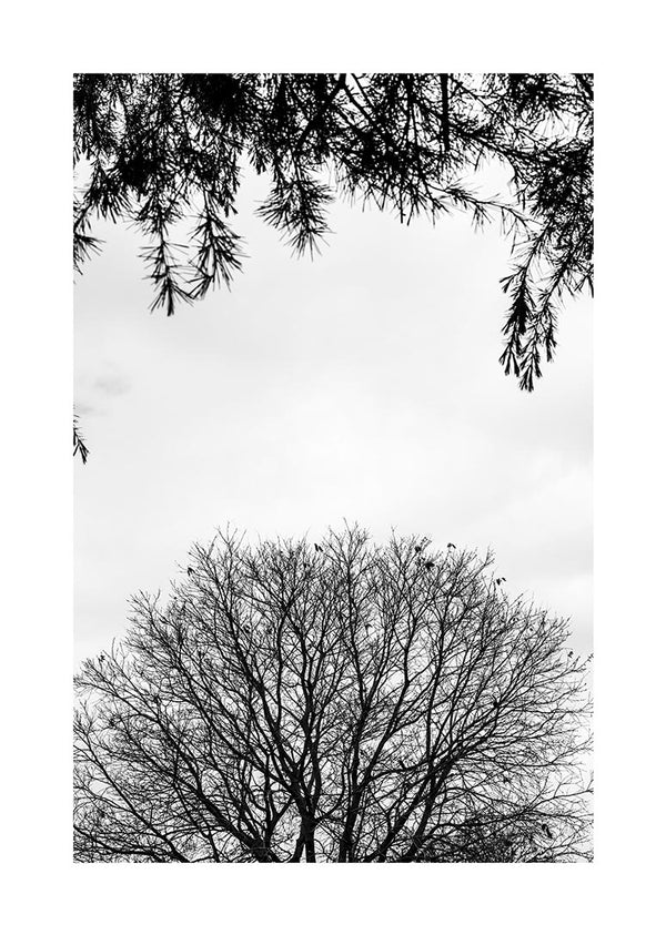 Trees and branches poster
