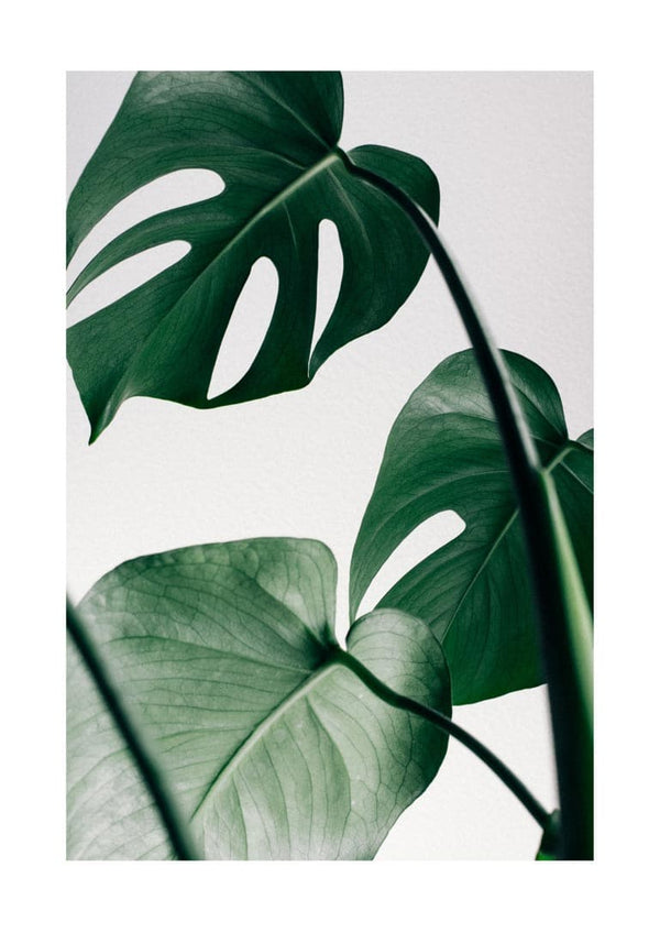 Monstera leaves poster