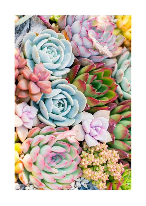 Multicolor Sukkulent poster