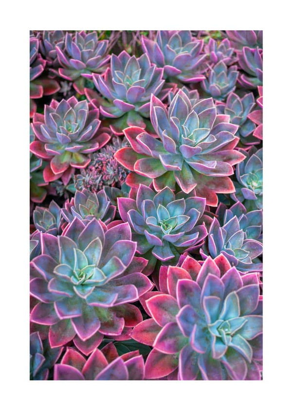 Pink Edge Sukkulent poster