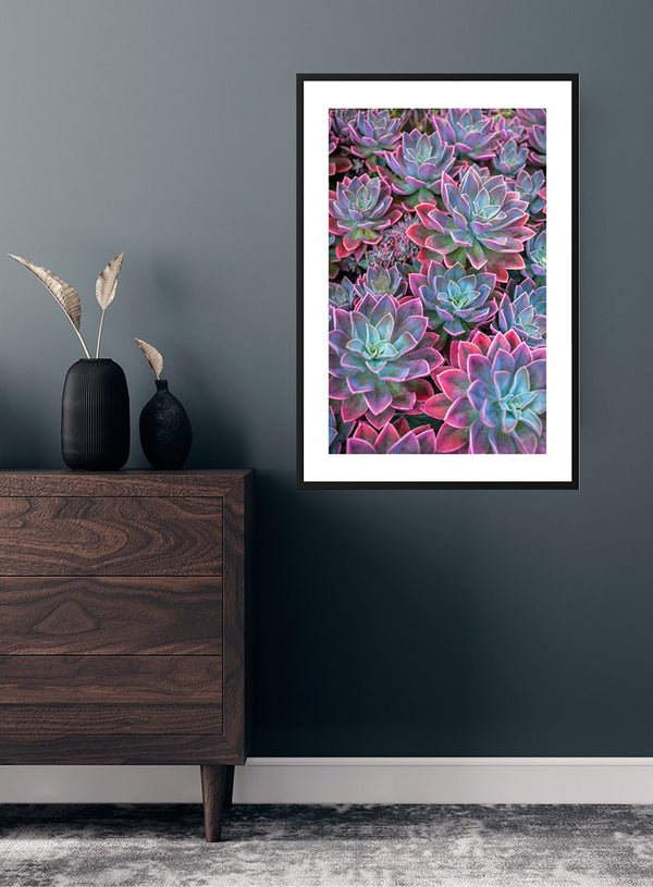 Pink Edge Sukkulent poster