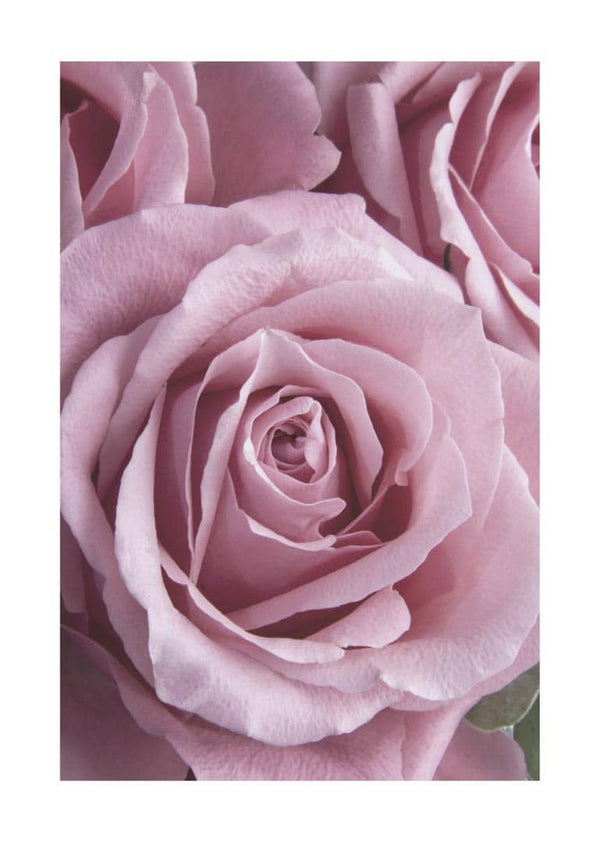 Pink Single Rose poster