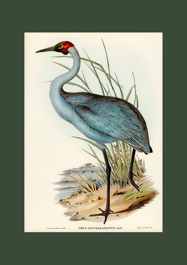 Australsk Trane - Elizabeth Gould japansk kunstposter