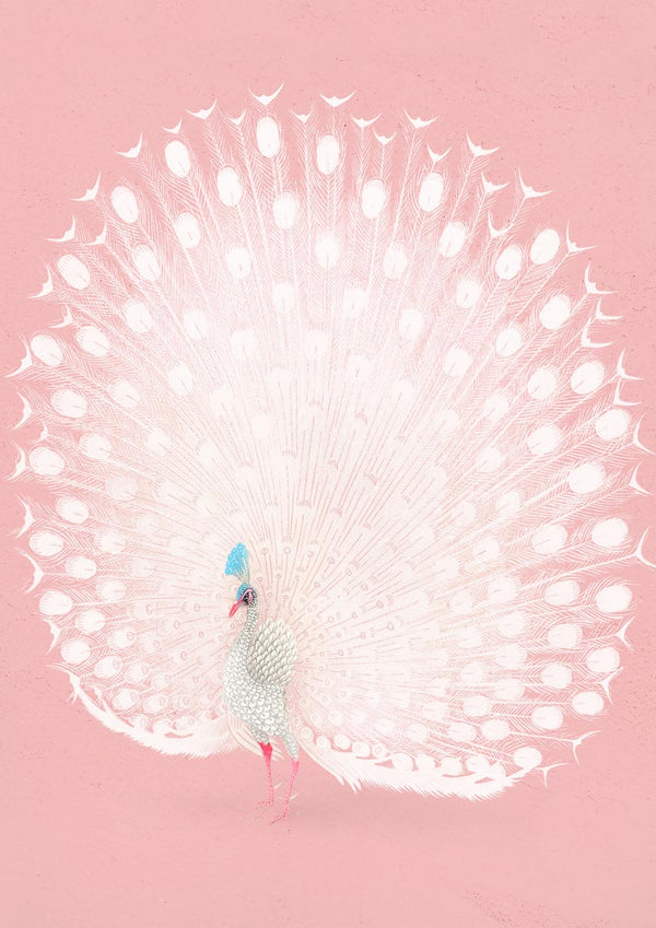Pink peacock by Ohara Koson poster