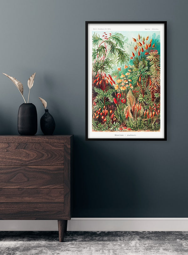 Muscinae Laubmoose - Ernst Haeckel