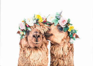Two alpacas with light brown fur wear colorful floral crowns, posing closely together against a white background.