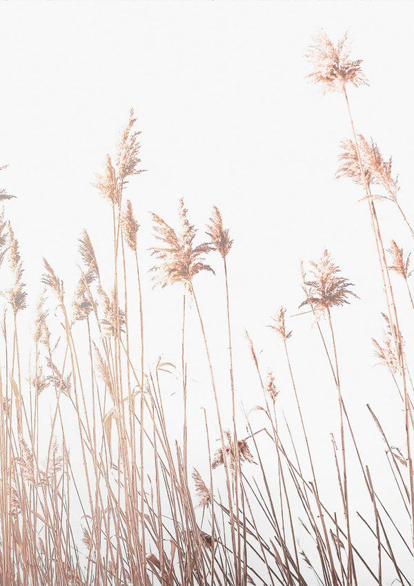 Abstract Reeds Naturposter