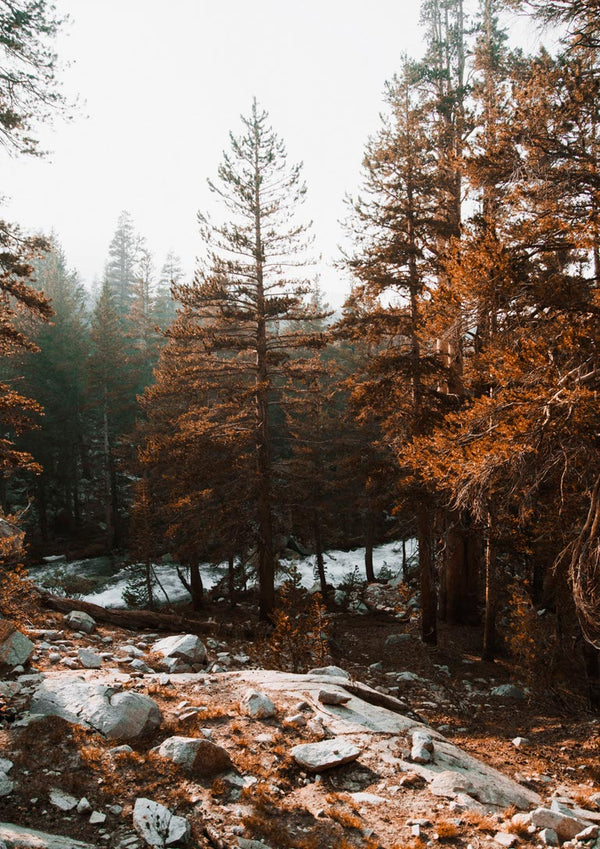 Autumn Trees Naturposter