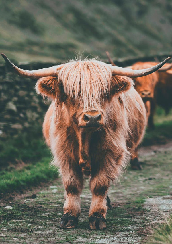 Highland Cattle on Field Naturposter