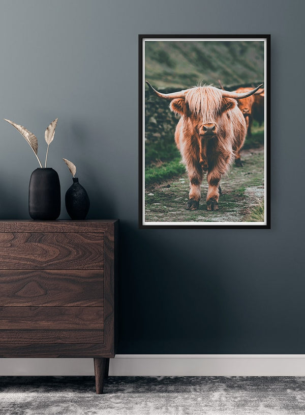 Highland Cattle on Field Naturposter