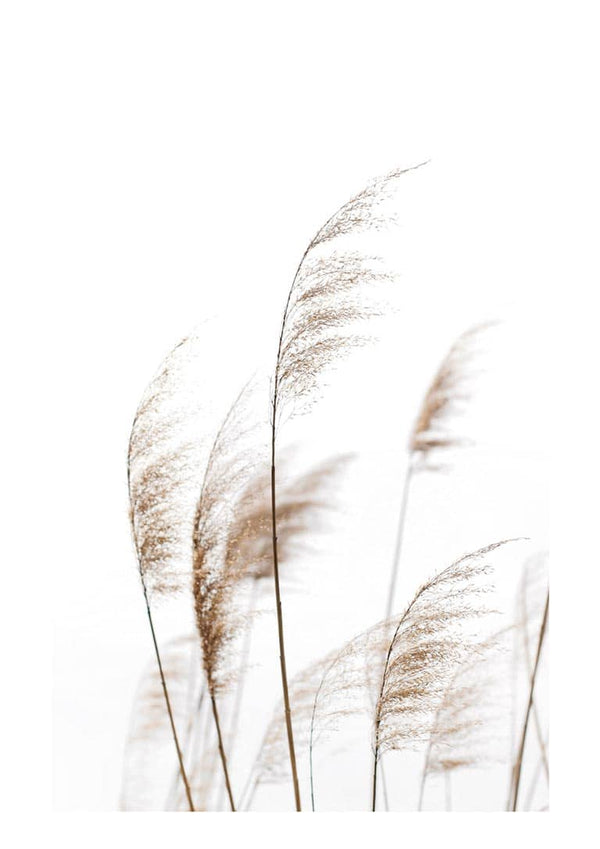 Dry Reeds No. 1 Poster