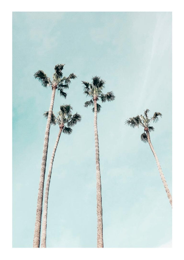 Tall Palms Poster