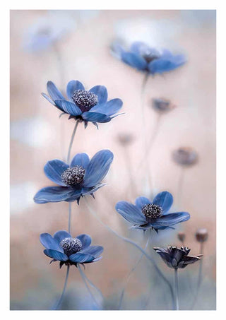 Delicate blue cosmos flowers with fine details, photographed artistically by Mandy Disher.